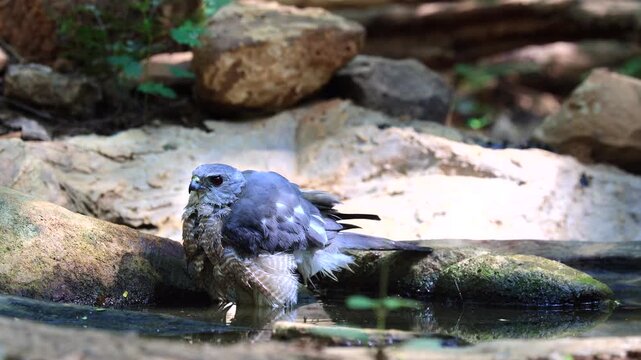 The Shikra, or Accipiter badius, is a small species of goshawk. It is a small predatory bird of prey that inhabits open forests and can be found in protected forest areas of Thailand.
