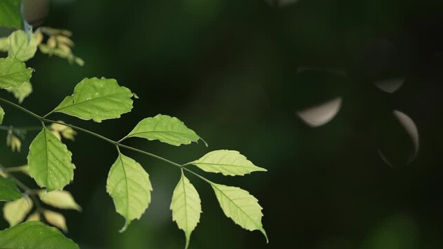 Cinematic close up of an elegant green branch swaying softly in the warm evening breeze against a dark background with subtle bokeh, wellness and spa background.⁠
