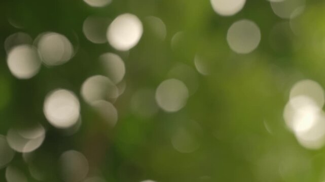 ⁠Contrasting bright bokeh circles shimmering over dark foliage shadows shifting in a rhythmic summer breeze, dynamic video overlay.⁠