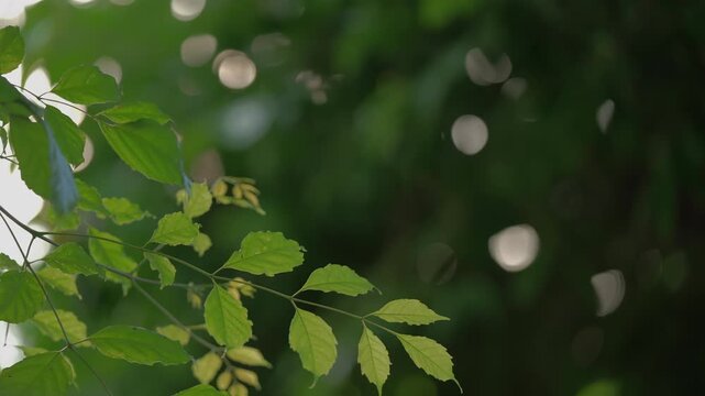 Close up of a fresh green leaf branch extending from the left, swaying softly in the early morning breeze against dark foliage, minimalist nature b roll.⁠
