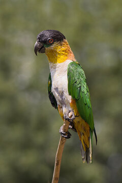 A colorful black-headed caique parrot, Pionites melanocephalus, perches gracefully on a thin vertical stick against a blurry background.