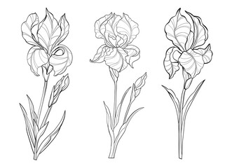 Obraz premium Set of simple delicate hand drawn flowers and leaves in line art style, black-and-white irises, outline floral illustration, minimalist botanical sketch on white background. 
