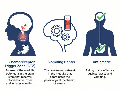 Chemoreceptor trigger zone and vomiting center diagrams explain the complex neural processes that initiate nausea and the subsequent physiological mechanical response of the human body to emesis.