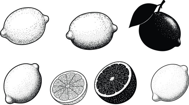 Vintage hand drawn lemons and citrus fruits illustration, black and white engraving style, detailed botanical sketch for design and packaging