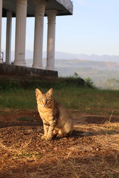 Tabby cat sitting outdoors in front of columns