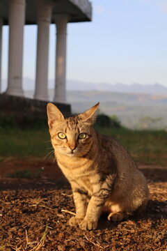 Tabby cat sitting outdoors in sunlight with blurred background