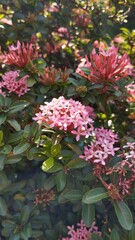 Fototapeta premium Ixora coccinea jungle geranium, flame of the woods or jungle flame or pendkuli in pink color