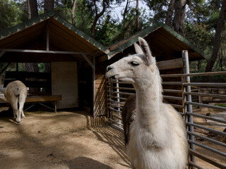 Fototapeta premium Adorable llama standing on a rural farm