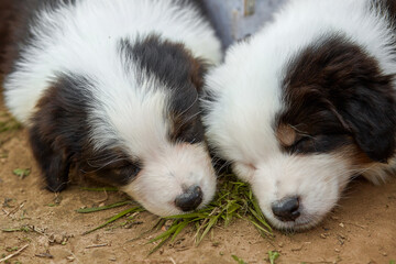 Naklejka premium Two cute Australian Shepherd puppies (Aussie) sleeping head-to-head on the ground. Close-up portrait of sleeping pets. Tender, peaceful mood for pet care and veterinary ads.
