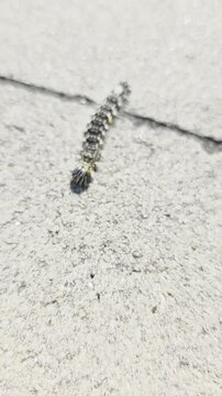 The caterpillar of the yellow-tail moth (*Euproctis similis*) or the similar knotgrass moth (*Acronicta rumicis*