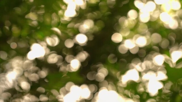 Bright sparkling bokeh lights weaving through detailed leaf and branch patterns moving in the breeze, atmospheric backdrop.⁠