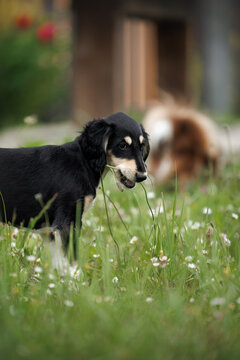 saluki puppy chewing grass outdoors in summer