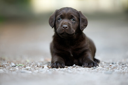cute labrador retriever puppy lying on the ground outdoors