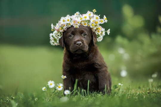cute labrador puppy in a flower head wreath posing outdoors