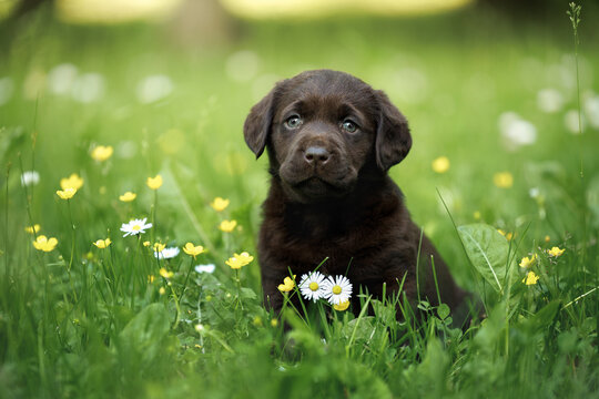 cute labrador retriever puppy posing on a meadow in summer