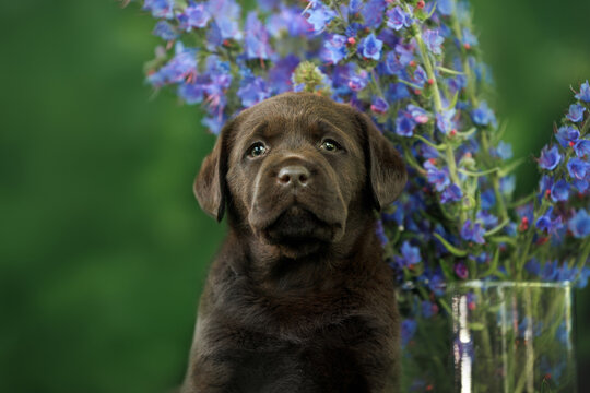 chocolate labrador retriever puppy portrait outdoors in summer