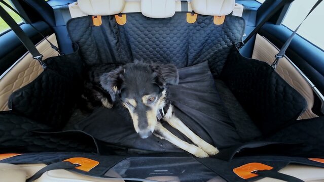 Black dog resting in a quilted car seat cover with orange accents in a spacious vehicle