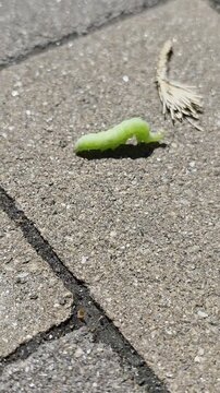 This is a green caterpillar that outwardly resembles the larva of an owlet moth (Noctuidae).