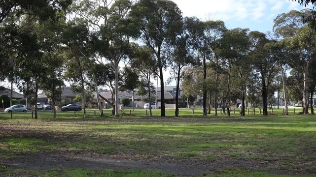 Native gum trees line a spacious open grassy reserve bordering a street with cars driving past in suburban Melbourne, Australia. Local parks, and everyday suburban living in Australian neighborhood