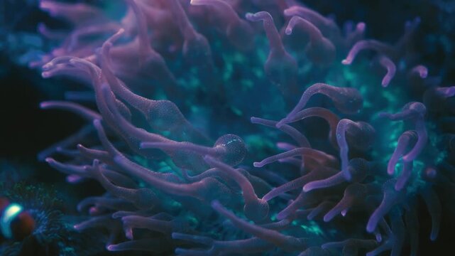 jellyfish in aquarium
