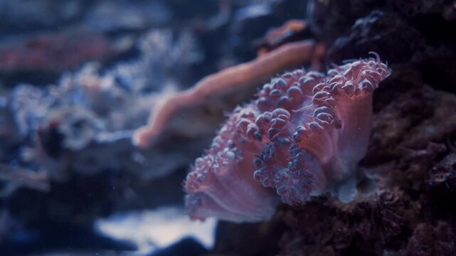anemone fish in aquarium