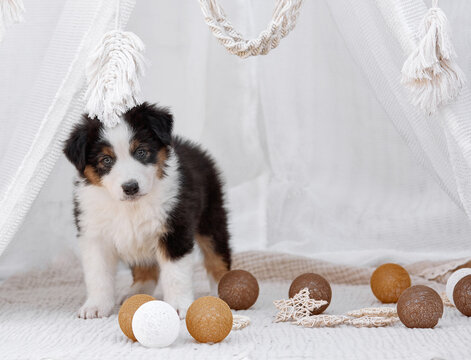  Tricolor Australian Shepherd puppy (Aussie dog) stands inside a white boho teepee with decorative balls. Soft light cozy studio pet portrait looking at camera, ideal for commercial ads and banners.
