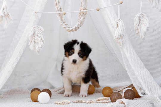  Tricolor Australian Shepherd puppy (Aussie dog) stands inside a white boho teepee with decorative balls. Soft light cozy studio pet portrait looking at camera, ideal for commercial ads and banners.
