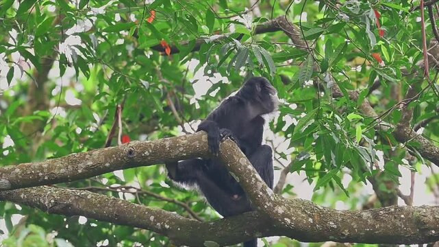 Wild Javan langur monkey resting on a large tree branch and looking into the camera.