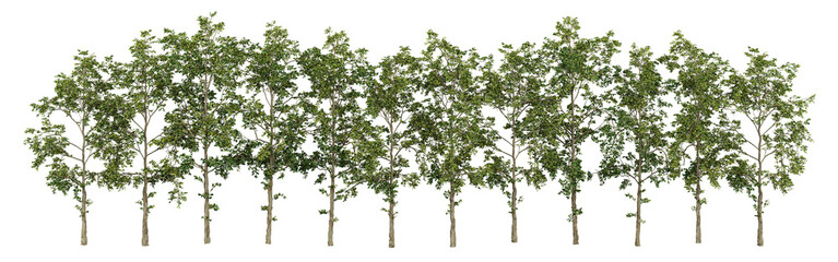 Obraz premium Deciduous Tree Collection Isolated PNG, Landscape Tree Row, Transparent Background