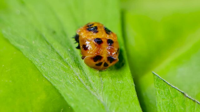 곤충, 무당벌레,우화,번데기,Insect, Ladybug, Eclosion, Pupa