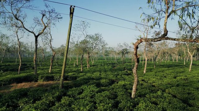 Bangladeshi Tea Garden, Sreemangal, Sylhet