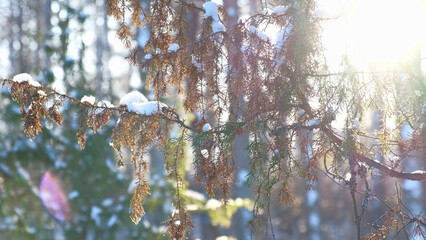 Obraz premium Snowy ice branches with sparkling light effects. Gentle snowfall serene scene. Peaceful winter woodland illuminated by warm sun rays. Sunlit pine forest, falling snowflakes. Bokeh golden lens flare 4K