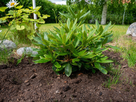 Close-Up of a Newly Planted Rhododendron Bush