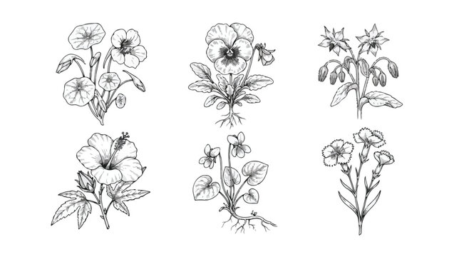 Vintage botanical sketches set of 6 floral illustrations, hand drawn black ink flower line art, antique wildflower engraving vector graphics