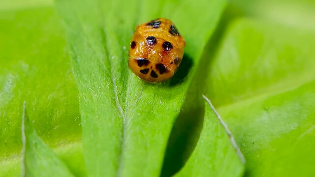 곤충, 무당벌레,우화,번데기,Insect, Ladybug, Eclosion, Pupa