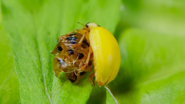 곤충, 무당벌레,우화,번데기,Insect, Ladybug, Eclosion, Pupa