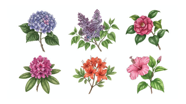 Vintage botanical flower illustrations, set of 6 floral vector elements, hand drawn hydrangea lilac camellia rhododendron azalea and hibiscus
