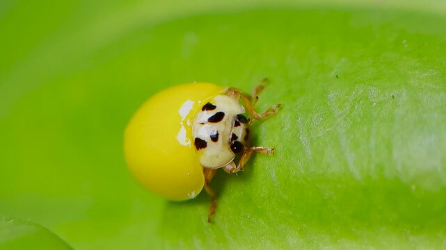 곤충, 무당벌레,우화,번데기,Insect, Ladybug, Eclosion, Pupa