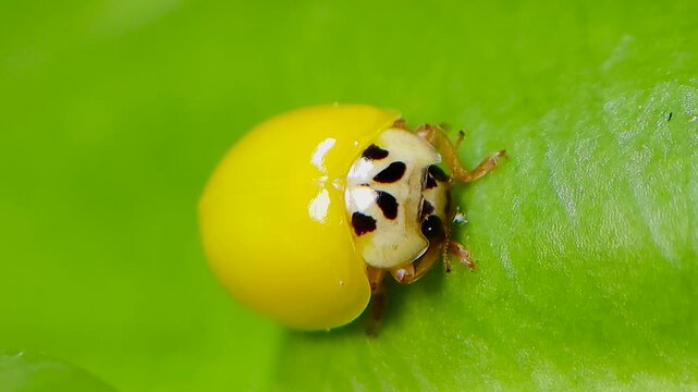 곤충, 무당벌레,우화,번데기,Insect, Ladybug, Eclosion, Pupa