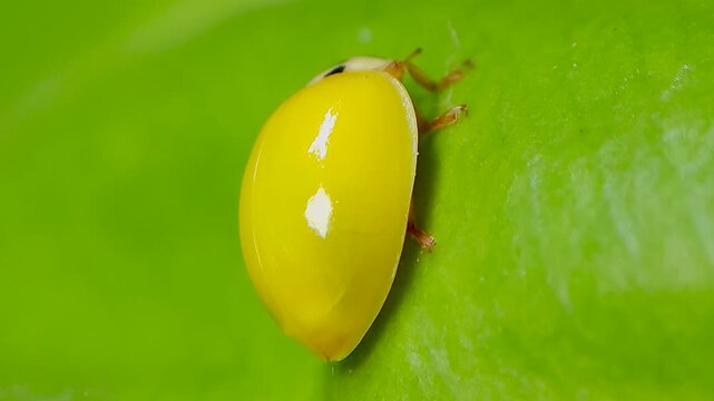 곤충, 무당벌레,우화,번데기,Insect, Ladybug, Eclosion, Pupa