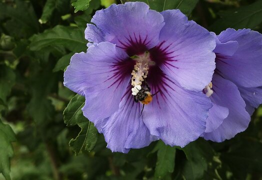  Nahaufnahme einer Hummel mit Bl&uuml;tenpollen im Zentrum einer lila Hibiskusbl&uuml;te