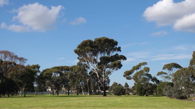 Native gum trees rise against a bright blue sky with clouds over a well-tended neat lawn or open grassy reserve in suburban Melbourne. Background texture of peaceful local park and green open space