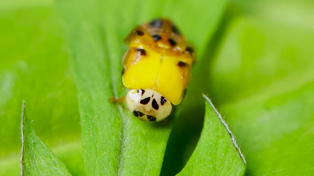 곤충, 무당벌레,우화,번데기,Insect, Ladybug, Eclosion, Pupa