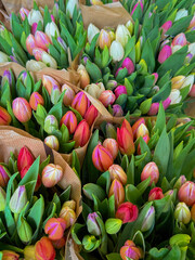 Obraz premium Colourful bouquets of red white pink and purple tulip flowers