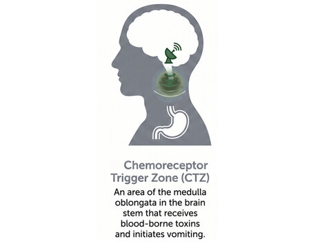 Chemoreceptor trigger zone diagram visualizes the specific area of the medulla oblongata that receives blood-borne toxins and initiates the vomiting reflex within the human body system.