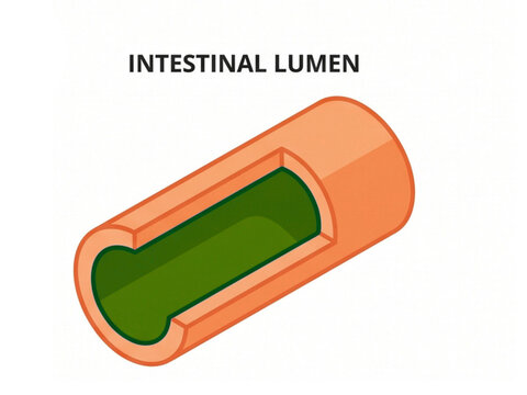 Intestinal lumen illustration provides a detailed cross section of the tubular structure of the human digestive tract to show the internal anatomy of the human gastrointestinal system.