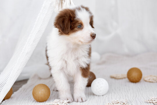 An adorable red-white Australian Shepherd puppy (Aussie) stands among decorative balls and macrame in a boho studio. Soft light pet portrait, perfect for greeting cards and commercial ads.