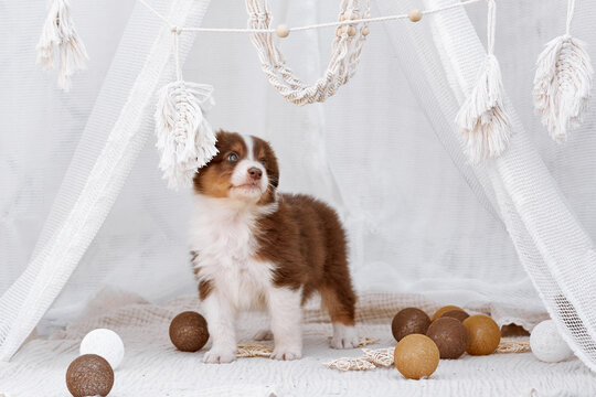   An adorable red Australian Shepherd puppy (Aussie dog) stands inside a white teepee among lovely decorative balls. Soft light boho studio portrait of a pet, perfect for commercial web banners and ad
