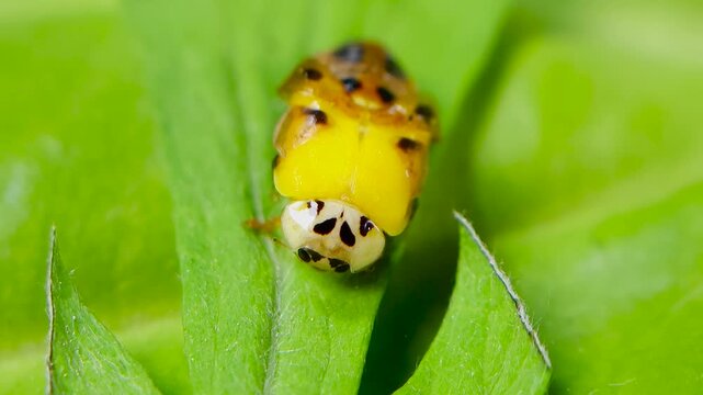 곤충, 무당벌레,우화,번데기,Insect, Ladybug, Eclosion, Pupa