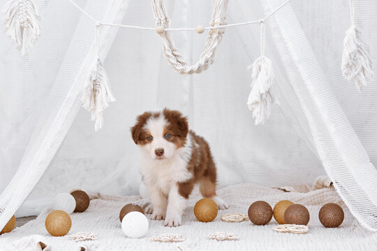   An adorable red Australian Shepherd puppy (Aussie dog) stands inside a white teepee among lovely decorative balls. Soft light boho studio portrait of a pet, perfect for commercial web banners and ad